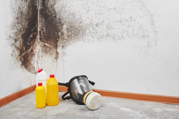 Best Attic Mold Removal  in Pinehurst, TX