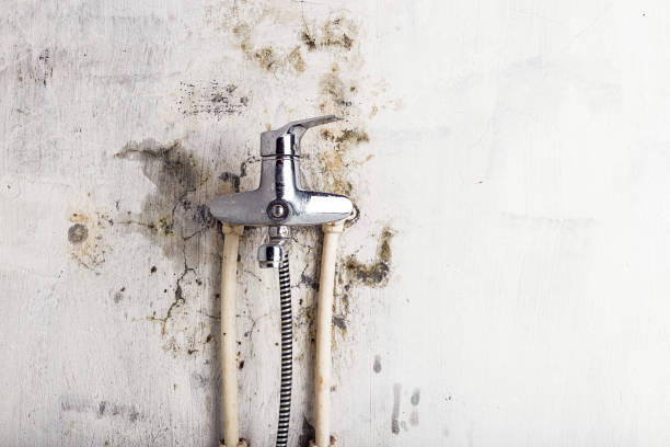 Best Mold Testing  in Pinehurst, TX
