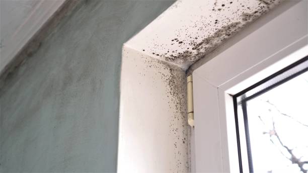 Best Mold Testing  in Pinehurst, TX