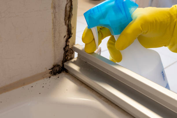 Best Fast Mold Removal  in Pinehurst, TX