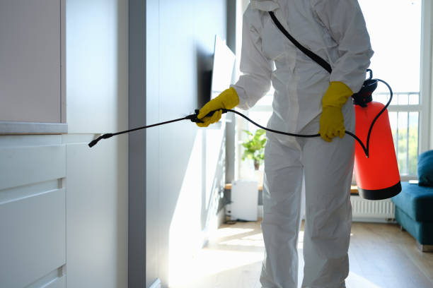 Best Residential Mold Removal  in Pinehurst, TX