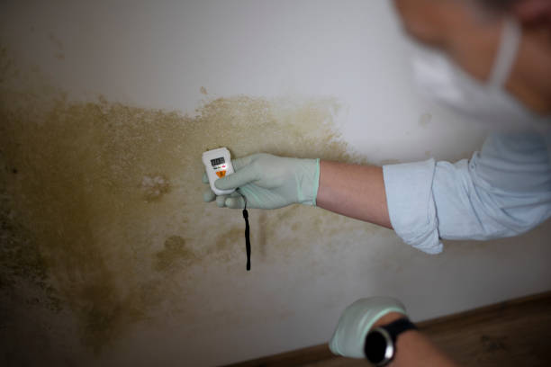 Trusted Pinehurst, TX Mold Removal Experts