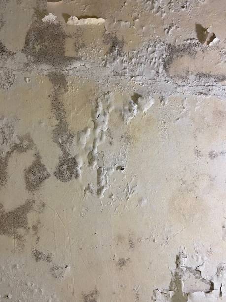 Best Office Mold Removal Services  in Pinehurst, TX