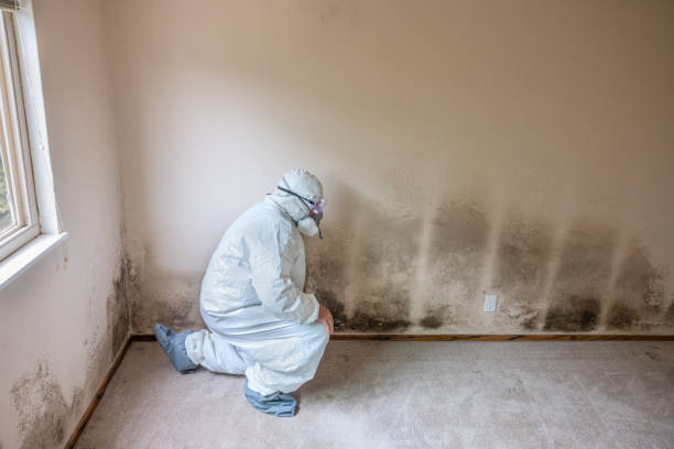 Best Commercial Mold Removal  in Pinehurst, TX