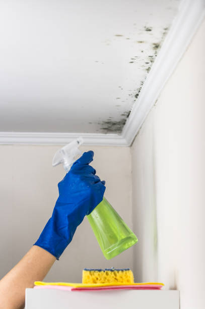 Best Attic Mold Removal  in Pinehurst, TX
